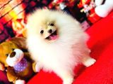 Bi̇blo Di̇şi̇ Pomerani̇an Boo Kizimiz