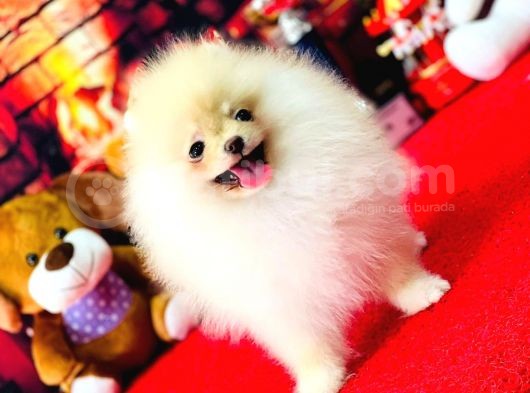 Bi̇blo Di̇şi̇ Pomerani̇an Boo Kizimiz görsel
