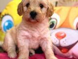Maltipoo Üst Kalite Yavrumuz
