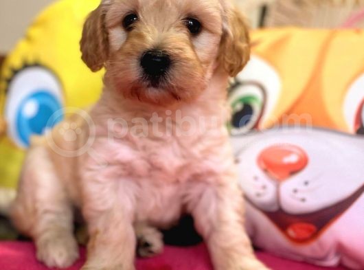 Maltipoo Üst Kalite Yavrumuz görsel