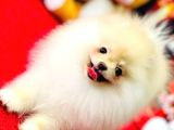 Bi̇blo Di̇şi̇ Pomerani̇an Boo Kizimiz