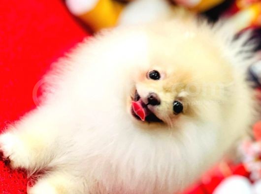 Bi̇blo Di̇şi̇ Pomerani̇an Boo Kizimiz görsel