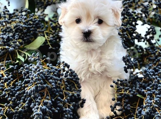 Xxs Maltese Yavrular (Erkek&Dişi ) görsel