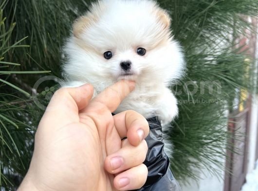 Xxs Tedy Bear Pomerani̇an Dişi görsel