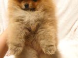 Orange Pomerani̇an Boo Bebekler