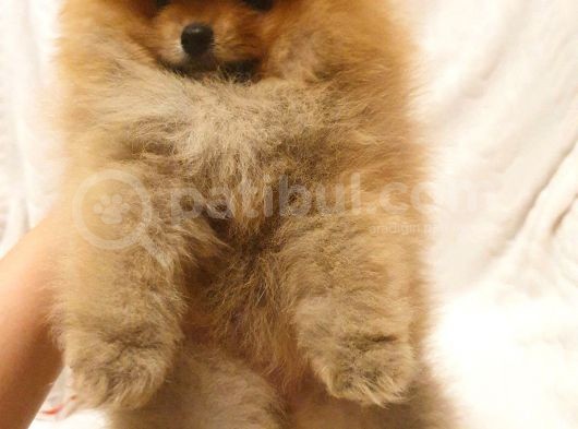 Orange Pomerani̇an Boo Bebekler