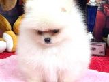 Pomerani̇an Boo Kusursuz Karbeyaz Di̇şi̇ Erkek Bebekler