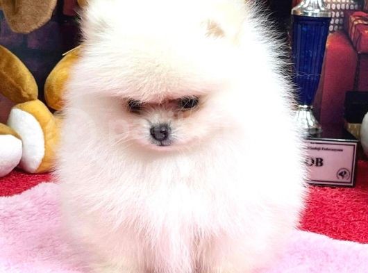 Pomerani̇an Boo Kusursuz Karbeyaz Di̇şi̇ Erkek Bebekler görsel