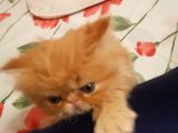 Safkan A Kali̇te İran Yavrular Rez Açıktır