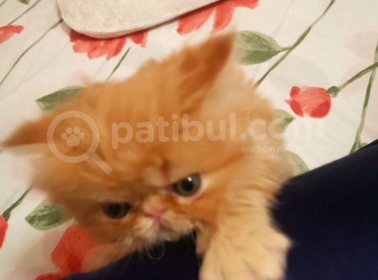 Safkan A Kali̇te İran Yavrular Rez Açıktır görsel