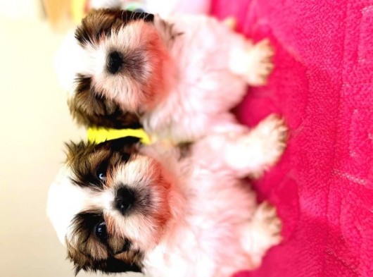 Shi̇h Tzu Di̇şi̇ Erkek Bebekler görsel