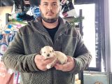 Maltipoo Yavru (Bursa Köpek Okulu)
