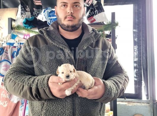 Maltipoo Yavru (Bursa Köpek Okulu)