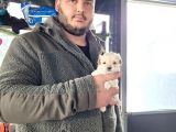 Maltipoo Yavru (Bursa Köpek Okulu)