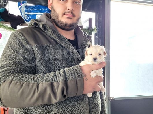 Maltipoo Yavru (Bursa Köpek Okulu) görsel