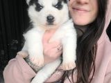 Sibirya Kurdu Husky Yavrular (Bursa Köpek Okulu)