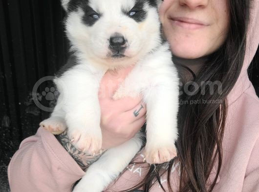 Sibirya Kurdu Husky Yavrular (Bursa Köpek Okulu) görsel