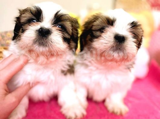 Shi̇h Tzu Di̇şi̇ Erkek Bebekler görsel