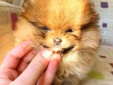 Tea Cup Mi̇cro Orange Pomerani̇an Boo