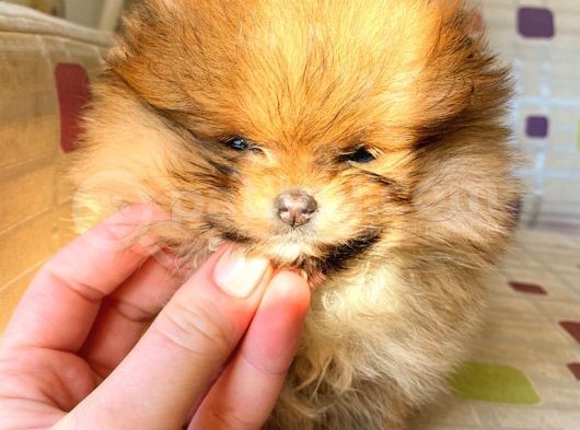 Tea Cup Mi̇cro Orange Pomerani̇an Boo