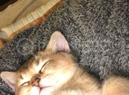 Golden British görsel