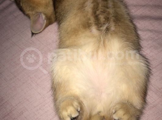 Golden British görsel