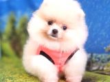 Satılık Pomeranian Boo Teddy Bear Yavrular