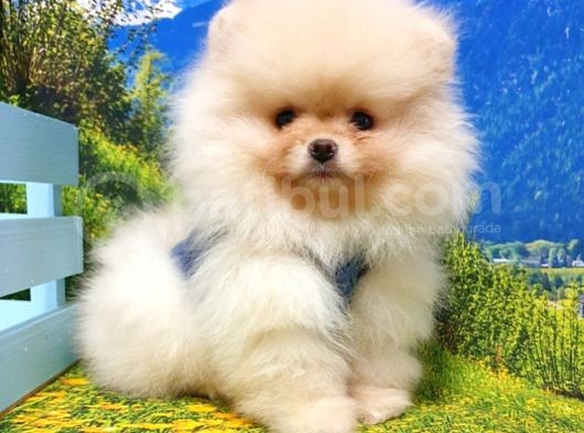 Satılık Pomeranian Boo Teddy Bear Yavrular görsel