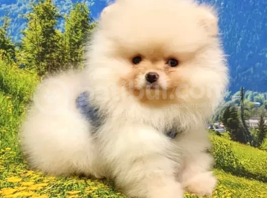 Satılık Pomeranian Boo Teddy Bear Yavrular