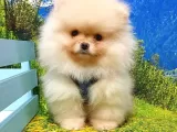 Satılık Pomeranian Boo Teddy Bear Yavrular