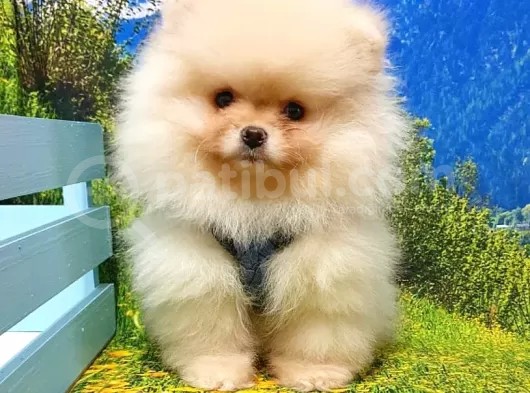 Satılık Pomeranian Boo Teddy Bear Yavrular görsel