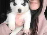 Sibirya Kurdu husky Yavrular (Bursa Köpek Okulu)
