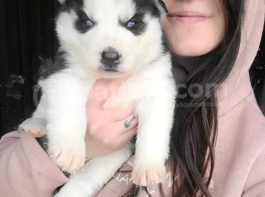 Sibirya Kurdu Husky Yavrular (Bursa Köpek Okulu)