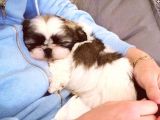 Shih Tzu Safkan Basık Surat Orjinal Garantili Cüce