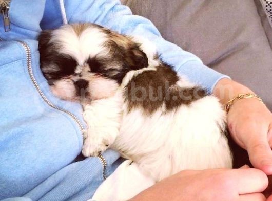 Shih Tzu Safkan Basık Surat Orjinal Garantili Cüce görsel
