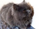 Ayı Surat 7 Aylık Orjinal Dişi British Longhair