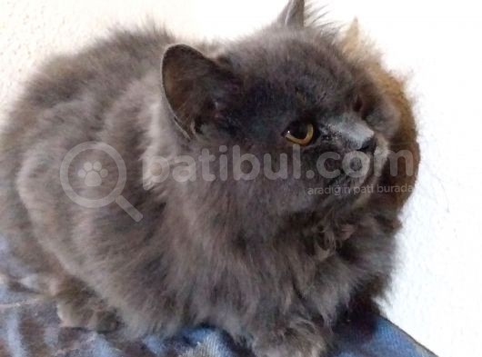 Ayı Surat 7 Aylık Orjinal Dişi British Longhair görsel