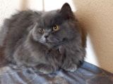 Ayı Surat 7 Aylık Orjinal Dişi British Longhair