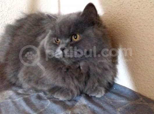 Ayı Surat 7 Aylık Orjinal Dişi British Longhair görsel