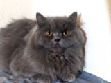 Ayı Surat 7 Aylık Orjinal Dişi British Longhair