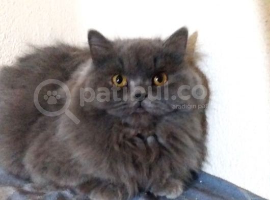 Ayı Surat 7 Aylık Orjinal Dişi British Longhair