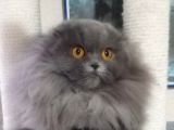 16 Aylık Dişi Scottish Fold Kalitede 1 Numara