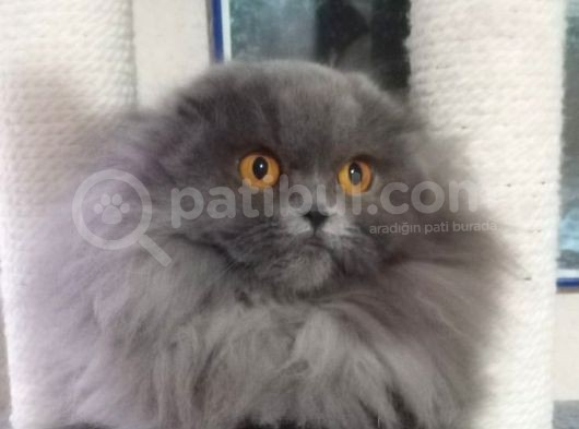 16 Aylık Dişi Scottish Fold Kalitede 1 Numara görsel