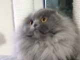 16 Aylık Dişi Scottish Fold Kalitede 1 Numara