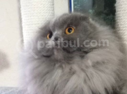 16 Aylık Dişi Scottish Fold Kalitede 1 Numara görsel