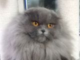16 Aylık Dişi Scottish Fold Kalitede 1 Numara