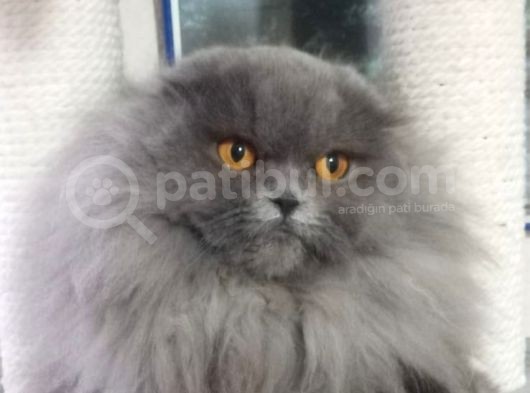 16 Aylık Dişi Scottish Fold Kalitede 1 Numara