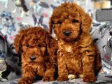 Toy Poodle Yavrular Bursa Köpek Okulu