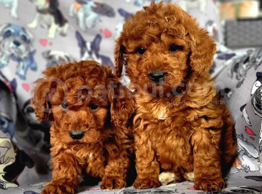 Toy Poodle Yavrular Bursa Köpek Okulu görsel