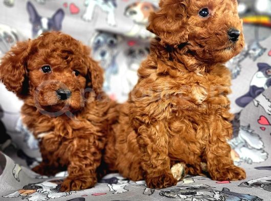 Toy Poodle Yavrular Bursa Köpek Okulu görsel